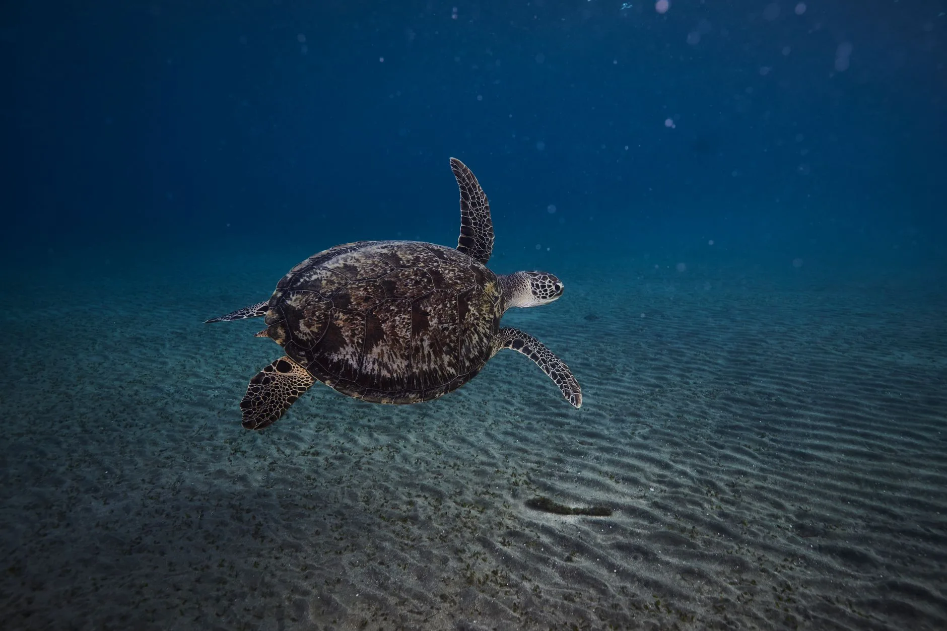 Tortue verte sur une plage de sable à Ras al Jinz au crépuscule